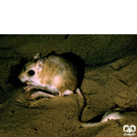 گونه دوپای خراسانی Northern three – toed Jerboa